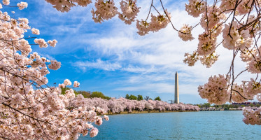 A view of the Washington Monument in the distance during spring in Washington D.C.