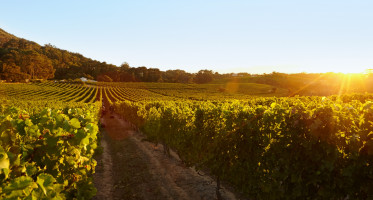 Field of grape vines under a clear blue sky