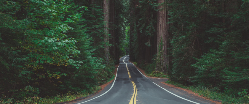 The Avenue of the Giants in California's Redwood forest