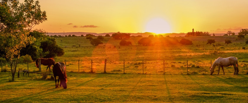 Horses on a farm at sunset