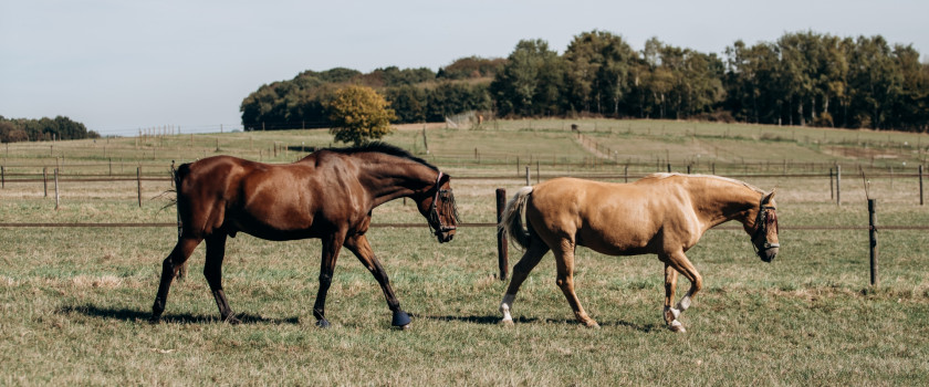 Two horses grazing on a farm