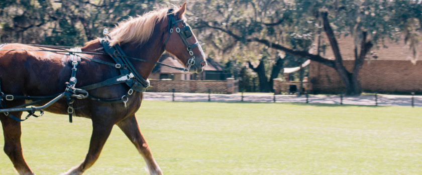Horse and carriage on a farm