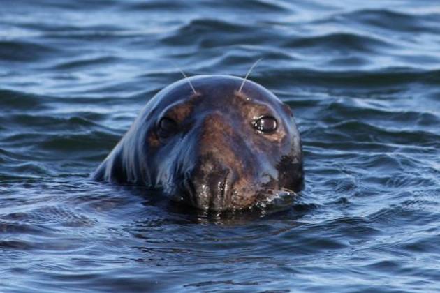 captain freeman inn cape cod vacation rental lodging seal watch package