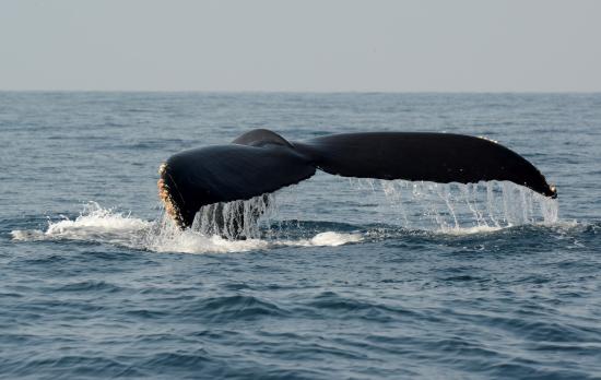 Inn at Cape Cod vacation rental lodging cape cod national seashore