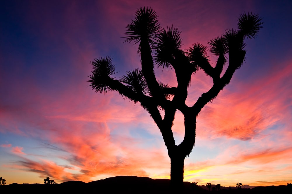 joshua tree
