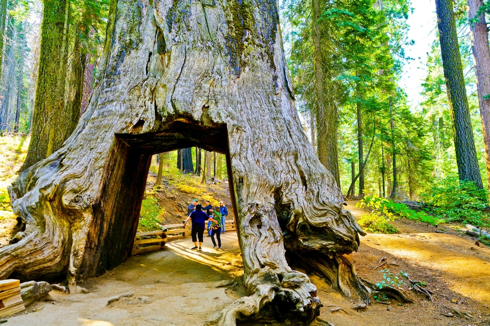 When you stay with us at one of the best places to stay near Yosemite, you'll enjoy incredible hikes and big adventure in Yosemite National Park