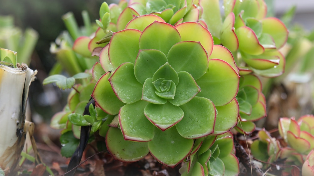 The Mendocino Coast Botanical garden, in addition to the Fort Bragg Glass Beach, is one of the top things to do in Fort Bragg. Close up of a succulent at the garden.